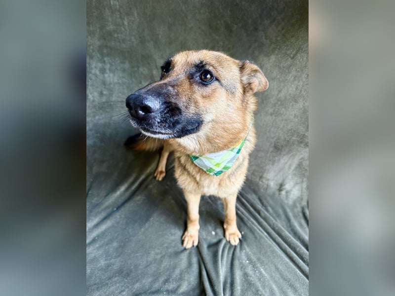 Sabrina - Treue Schäferhundseele sucht ihr Für-immer-Zuhause