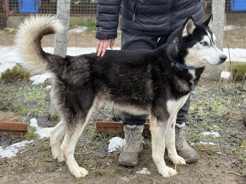 Zorro -Freundlich, sportlich und bereit für Abenteuer!