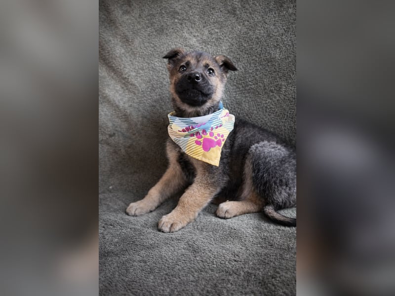 Pumuckl - fröhlicher, sozialer Welpe sucht aktive Familie