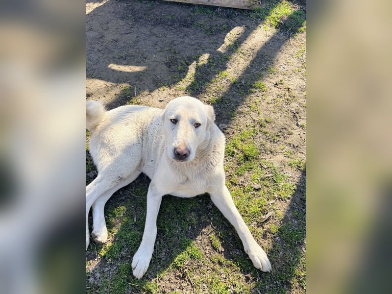 Hera - Sanfte Hündin sucht ihr Zuhause