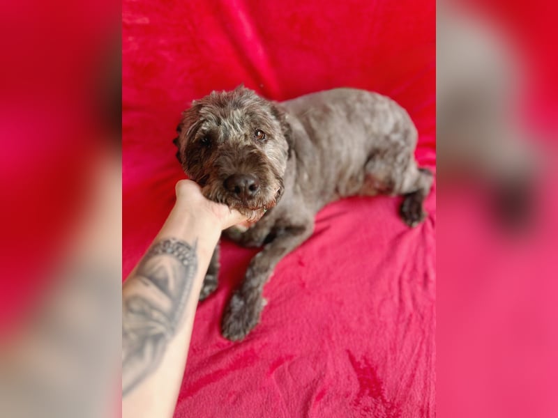 Dahlia - Sanfte Hundedame sucht ein einfühlsames Zuhause!