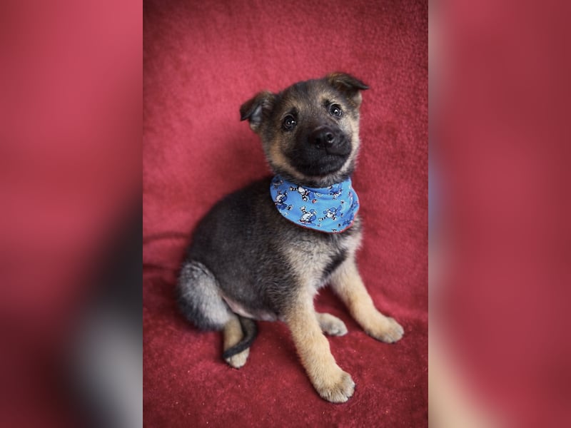 Pumuckl - fröhlicher, sozialer Welpe sucht aktive Familie