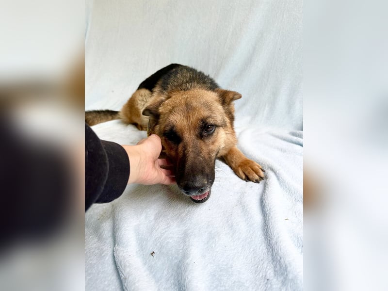 Sabrina - Treue Schäferhundseele sucht ihr Für-immer-Zuhause