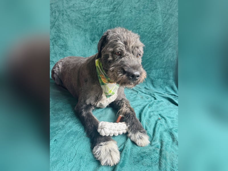 Camilia - Sanfte Hundedame sucht einfühlsame Menschen!