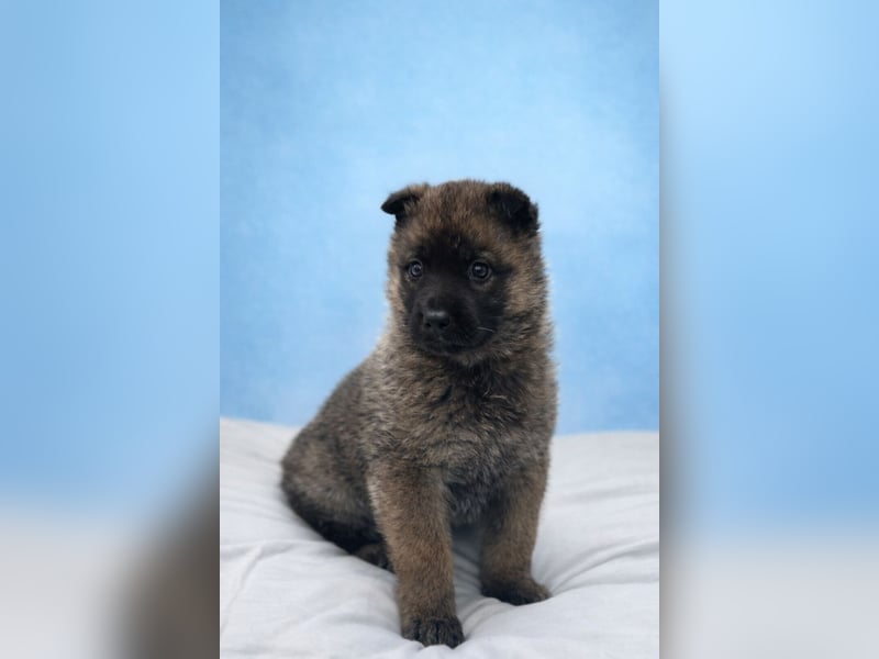 Mogli - neugieriger, menschenbezogener Welpe sucht liebevolles Zuhause