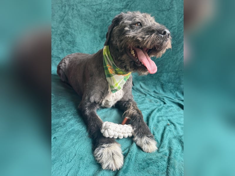 Camilia - Sanfte Hundedame sucht einfühlsame Menschen!