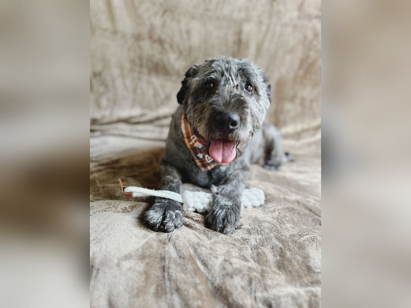 Dahlia - Sanfte Hundedame sucht ein einfühlsames Zuhause!