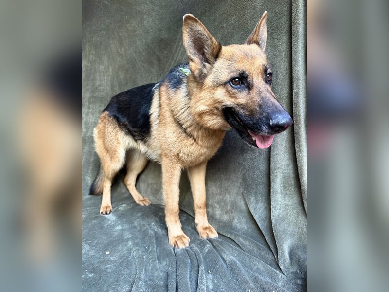 Sabrina - Treue Schäferhundseele sucht ihr Für-immer-Zuhause