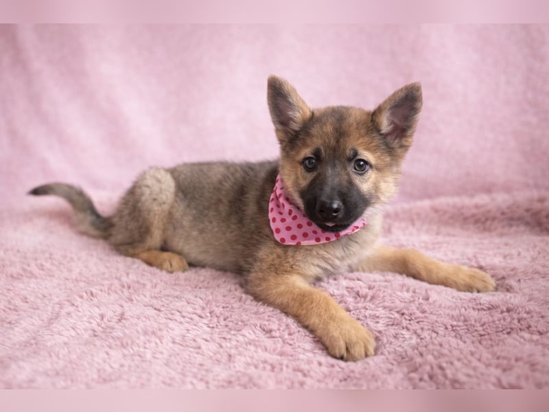 Mulan - tolle aufgeweckte Welpin sucht ihre Familie