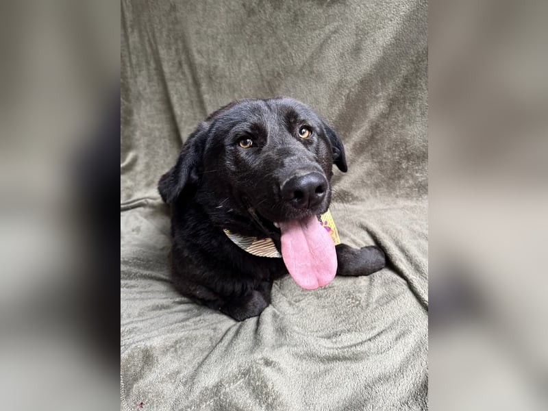 Balu (Ragnar) Großer Kuschelbär sucht seine Menschen