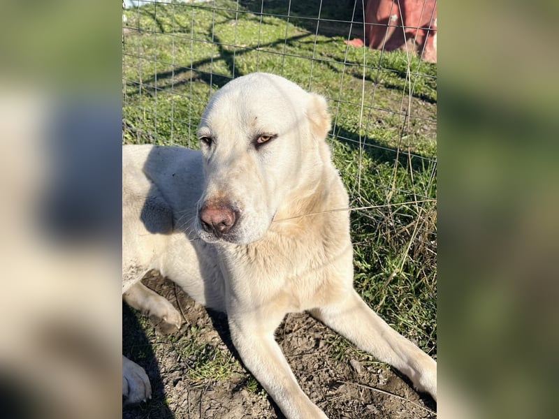 Hera - Sanfte Hündin sucht ihr Zuhause