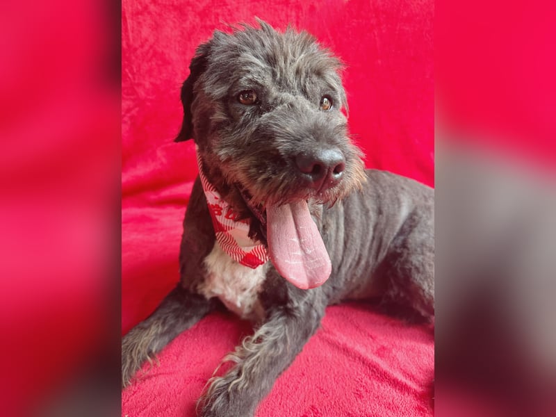 Camilia - Sanfte Hundedame sucht einfühlsame Menschen!