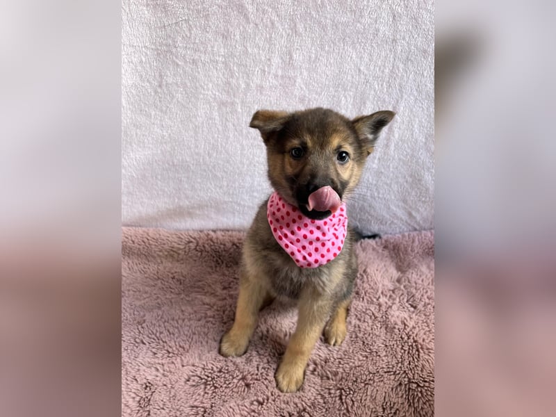 Sissi - Schäferhundwelpe sucht ihre Menschen