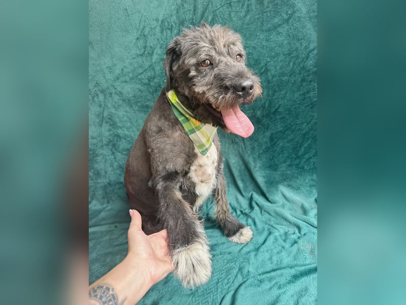Camilia - Sanfte Hundedame sucht einfühlsame Menschen!