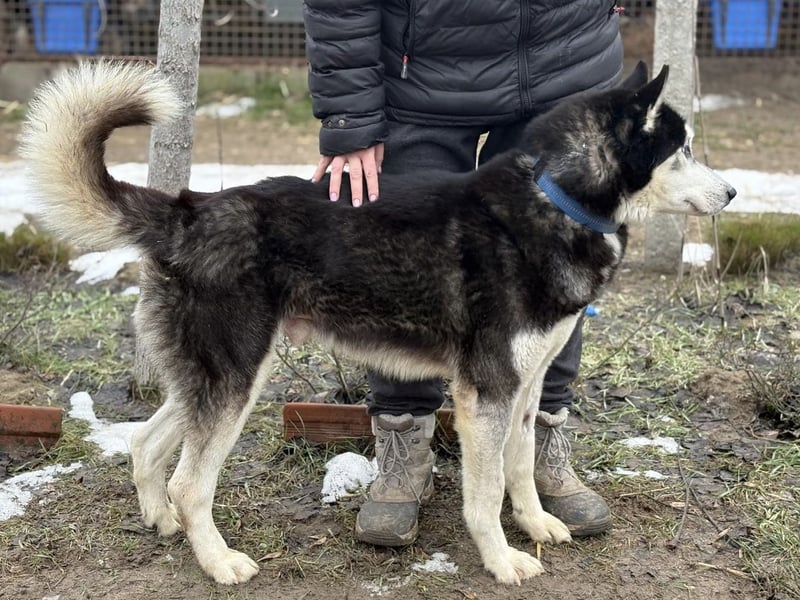 Zorro -Freundlich, sportlich und bereit für Abenteuer!