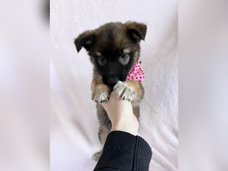 Bibi - mutige Schäferhündin möchte hoch hinaus !