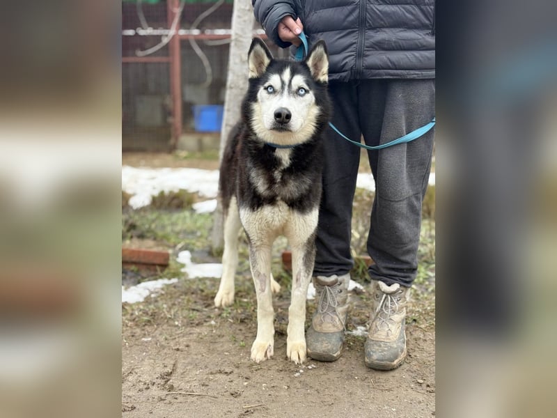 Zorro -Freundlich, sportlich und bereit für Abenteuer!
