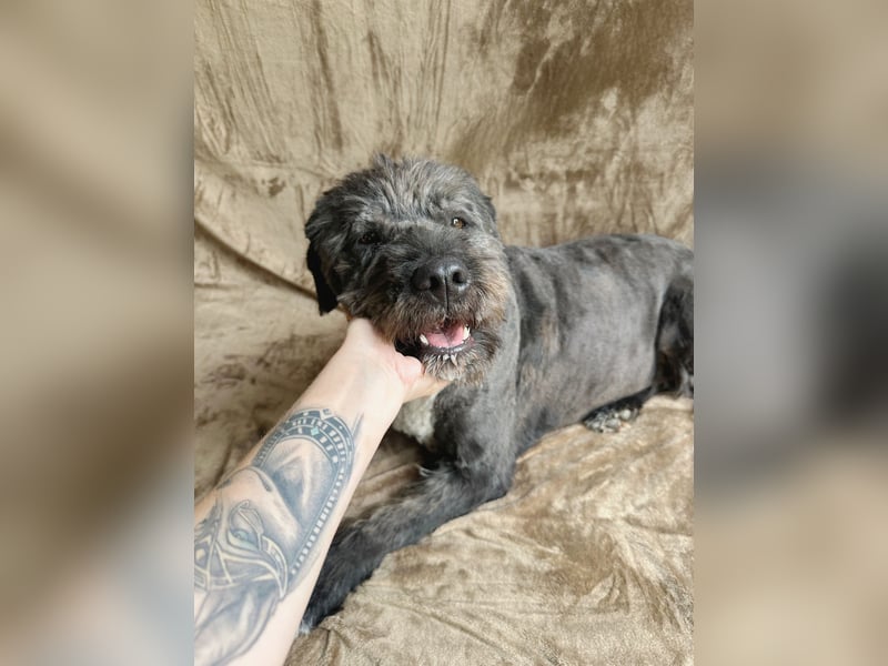 Camilia - Sanfte Hundedame sucht einfühlsame Menschen!