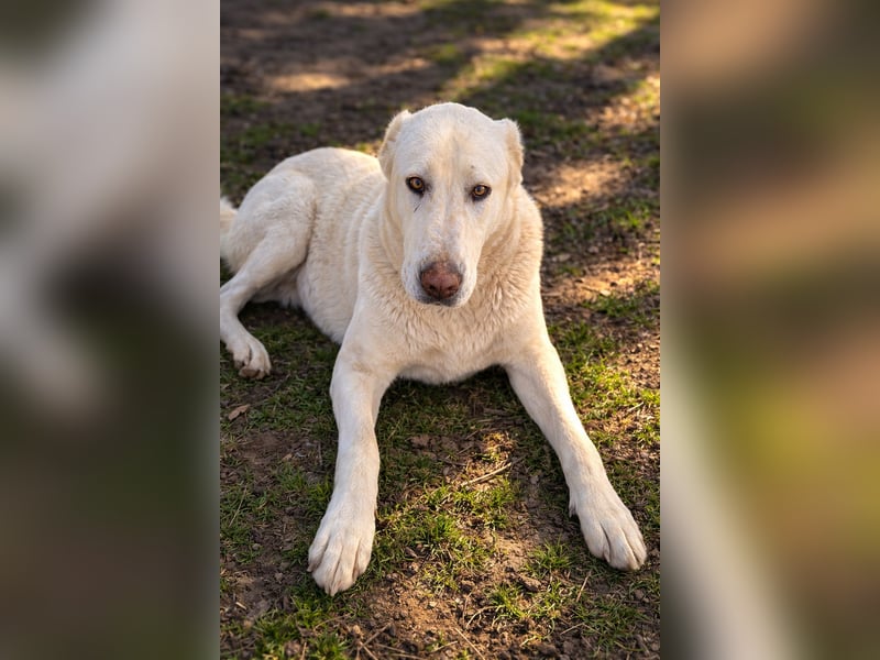 Hera - Sanfte Hündin sucht ihr Zuhause