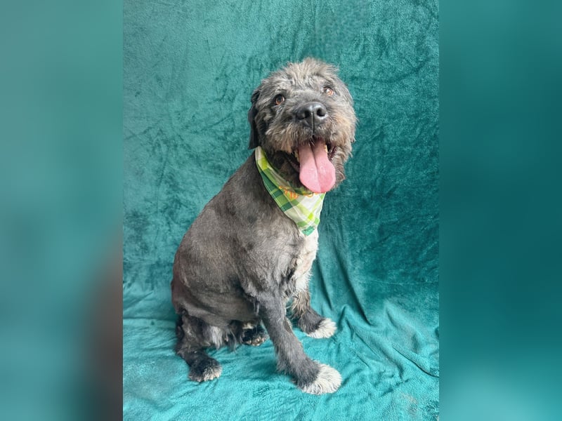 Camilia - Sanfte Hundedame sucht einfühlsame Menschen!