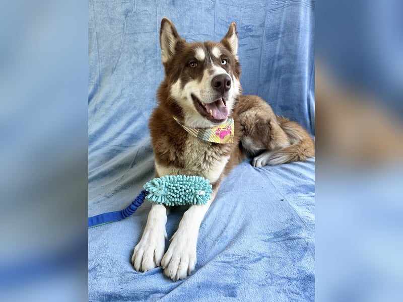 Zahid - Beeindruckender Husky-Mix sucht geduldiges Zuhause *bald in 71711 Murr*