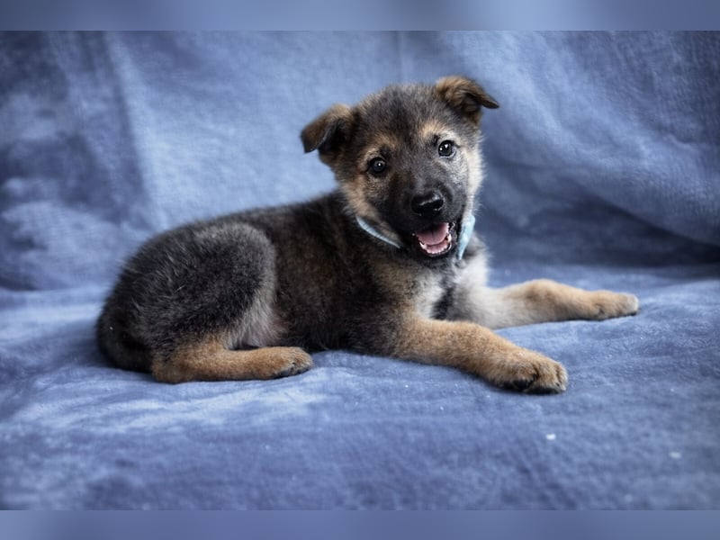 Pumuckl - fröhlicher, sozialer Welpe sucht aktive Familie