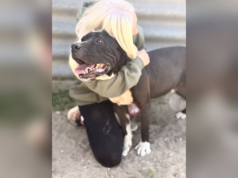 Buster Sanfter Riese mit großem Herz sucht seine Menschen