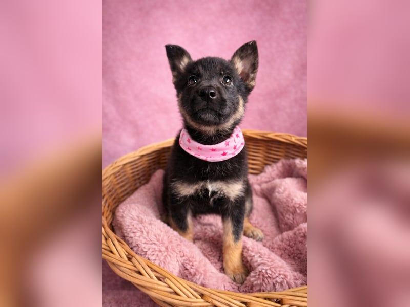 Heidi - Schäferhündin wartet sehnlichst auf Familie mit vielen Abenteuern