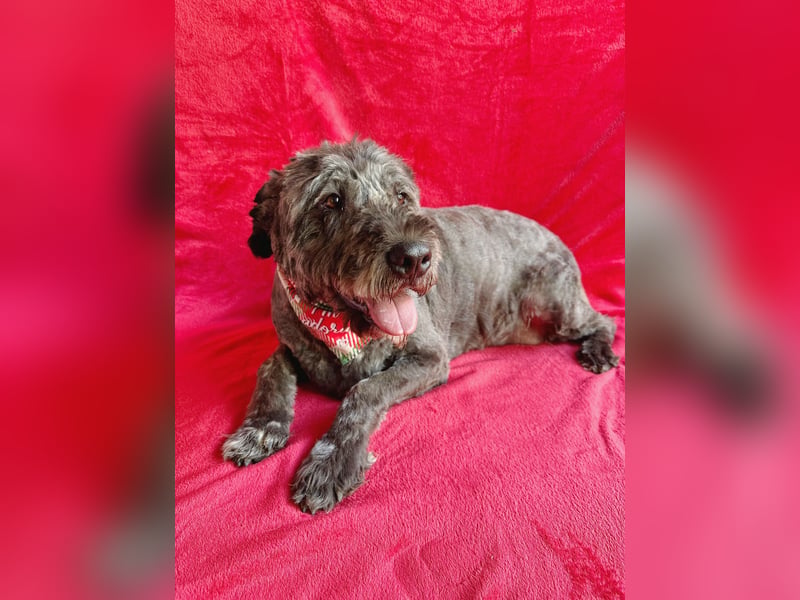 Dahlia - Sanfte Hundedame sucht ein einfühlsames Zuhause!