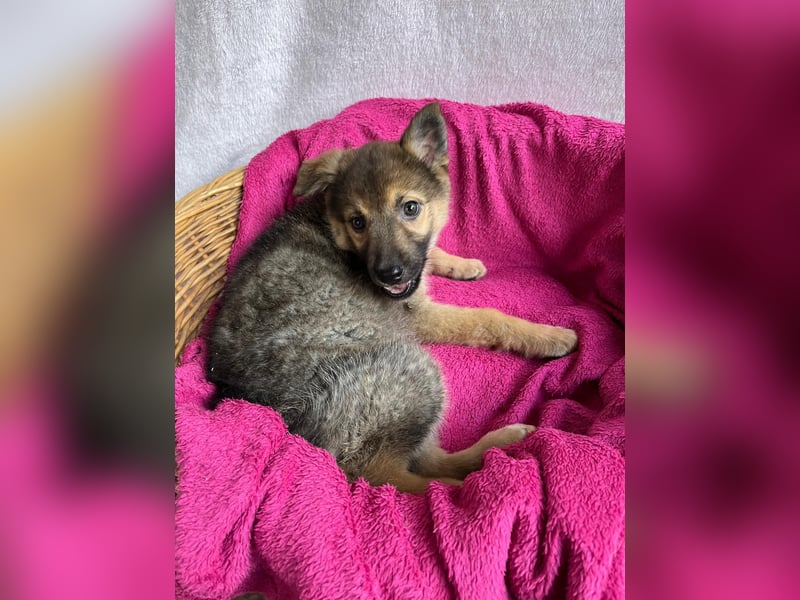 Sissi - Schäferhundwelpe sucht ihre Menschen