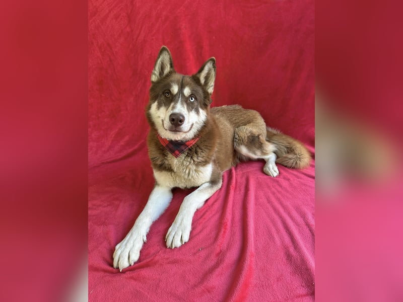 Zahid - Beeindruckender Husky-Mix sucht geduldiges Zuhause *bald in 71711 Murr*