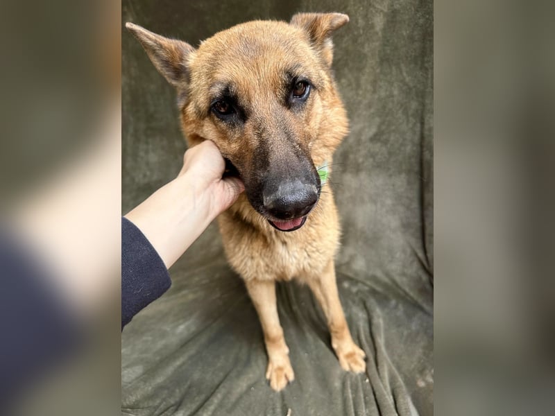 Sabrina - Treue Schäferhundseele sucht ihr Für-immer-Zuhause