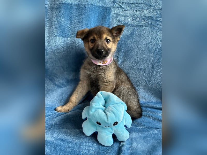 Sissi - Schäferhundwelpe sucht ihre Menschen