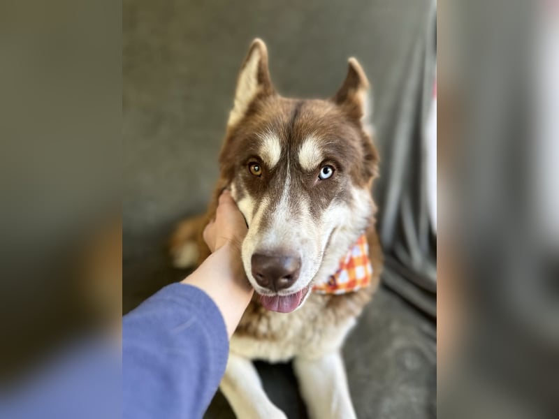 Zahid - Beeindruckender Husky-Mix sucht geduldiges Zuhause *bald in 71711 Murr*