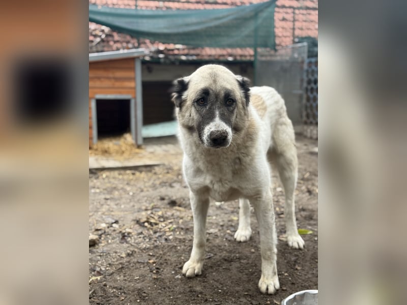 Fiume . rundum verträglicher Rieße sucht sein Happy End!