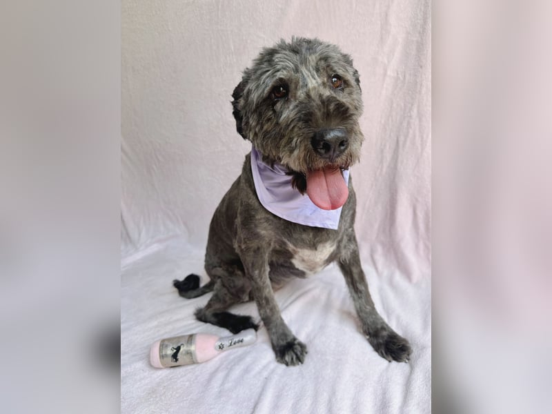 Dahlia - Sanfte Hundedame sucht ein einfühlsames Zuhause!