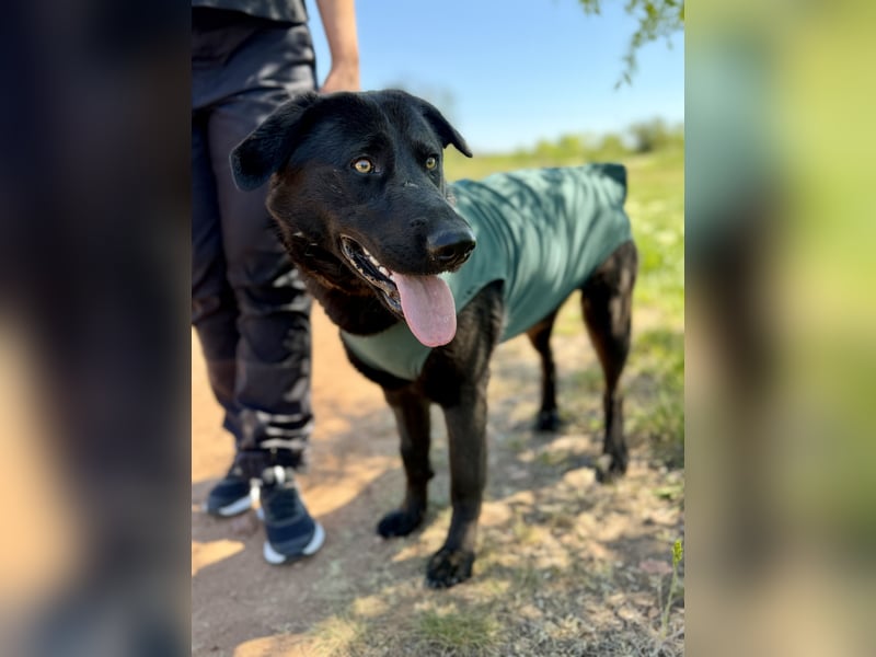 Balu (Ragnar) Großer Kuschelbär sucht seine Menschen