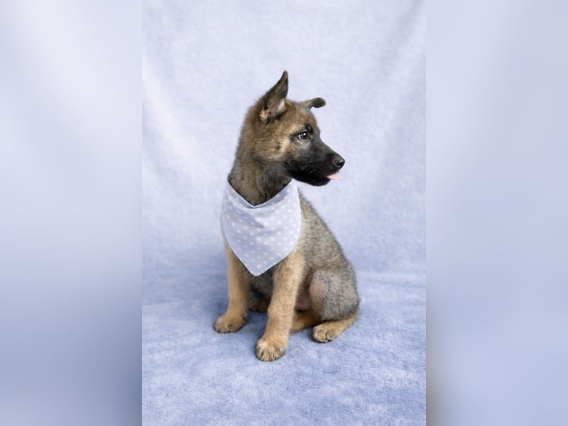 Mogli - neugieriger, menschenbezogener Welpe sucht liebevolles Zuhause