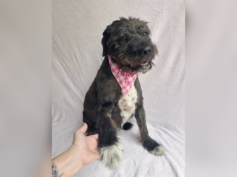 Camilia - Sanfte Hundedame sucht einfühlsame Menschen!