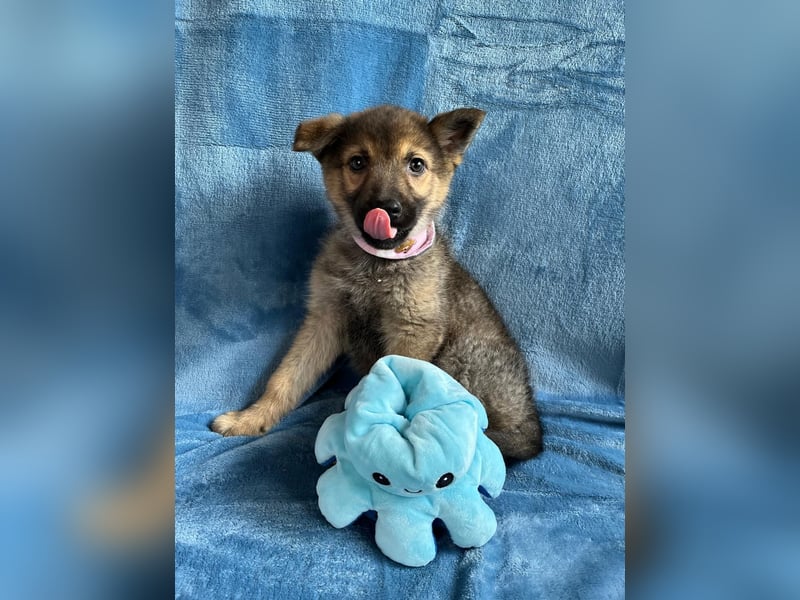 Sissi - Schäferhundwelpe sucht ihre Menschen