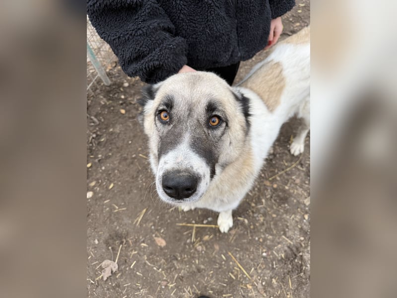 FIUME - Rundum verträglicher Rieße sucht sein Happy End!