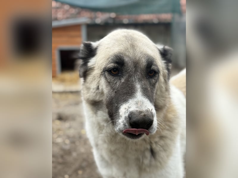 Fiume . rundum verträglicher Rieße sucht sein Happy End!
