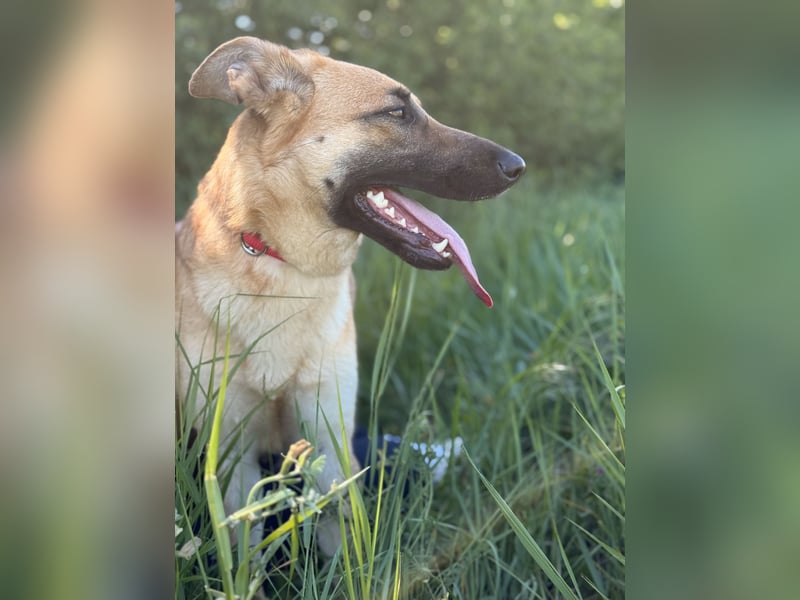 Polly Intelligente Powerhündin sucht aktive Menschen