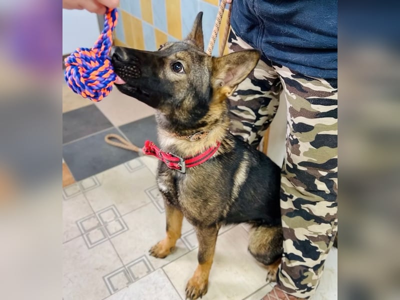 Ariel - Herzenshund auf der Suche nach Geborgenheit