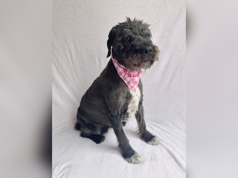 Camilia - Sanfte Hundedame sucht einfühlsame Menschen!