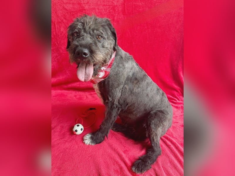 Camilia - Sanfte Hundedame sucht einfühlsame Menschen!