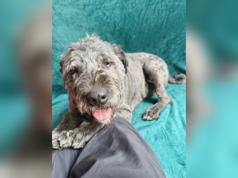 Dahlia - Sanfte Hundedame sucht ein einfühlsames Zuhause!