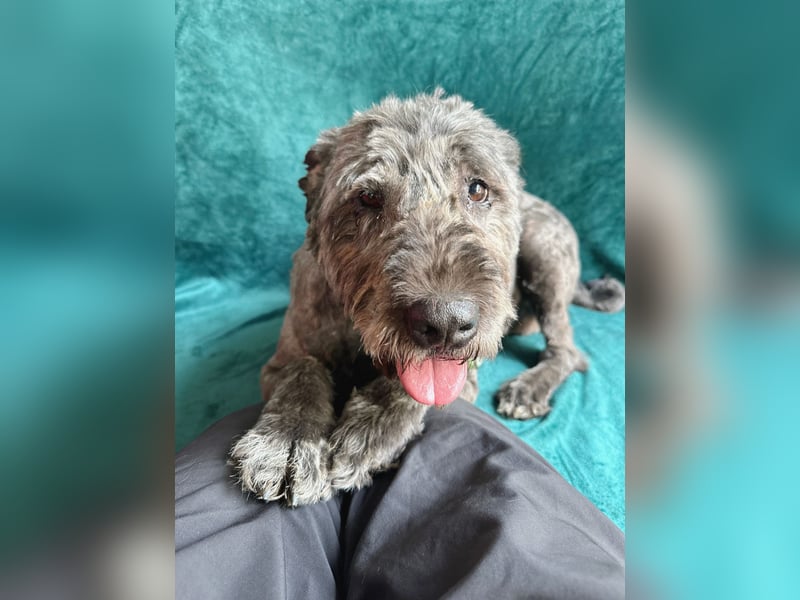 Dahlia - Sanfte Hundedame sucht ein einfühlsames Zuhause!