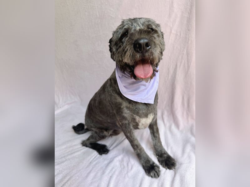 Dahlia - Sanfte Hundedame sucht ein einfühlsames Zuhause!