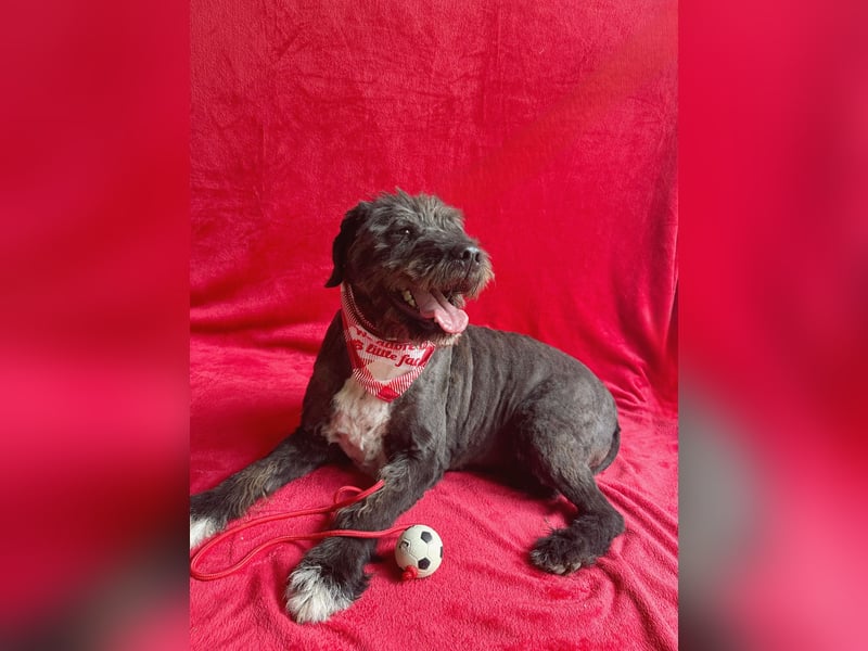 Camilia - Sanfte Hundedame sucht einfühlsame Menschen!